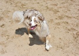 dog playing in the park