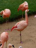 noble pink flamingos