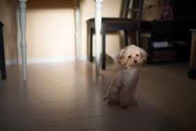 Domestic toy poodle