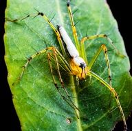 arachnid on the green leaf