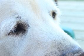 Watching Golden Retriever Puppy