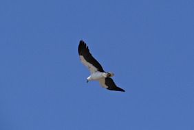 seagull soars in the blue sky