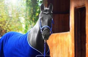 black horse on the outdoor