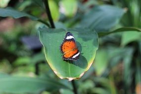 butterfly on a large leaf close up