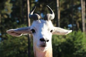portrait of a wild gazelle
