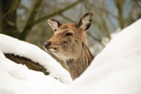 deer among the high snowdrifts close-up on blurred background