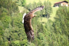 freely flying majestic eagle
