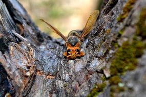 big hornet on a tree close up