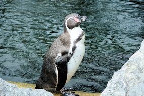 cute penguin in zoo sababurg