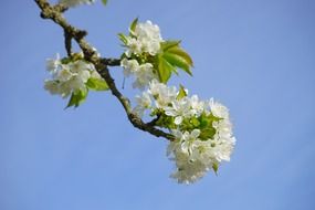 branch of white cherry blossoms in spring