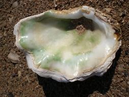 closeup photo of Mother of pearl on the sand