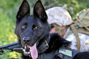 portrait of a black german shepherd