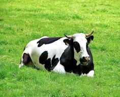 black and white cow in pasture