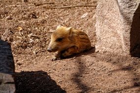 baby Boar, Piglet lying on ground