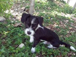 black-white puppy close up