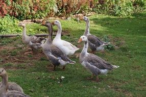 gray geese Flock on Farm