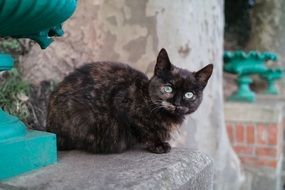 photo of home cat spotted on the street