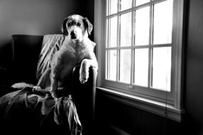 black and white photo of a dog on a chair