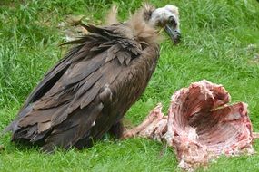 eating vulture