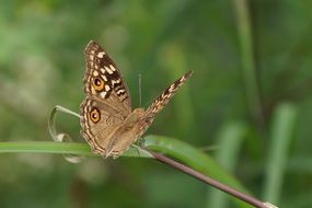 Beautiful brown butterfly on the plant