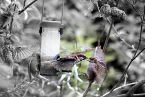 small gray birds at the feeder, monochrome