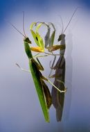 praying mantis on the reflecting surface