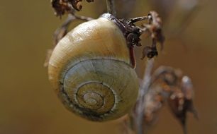 snail on a dry plant