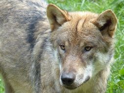 wolf on green grass close up