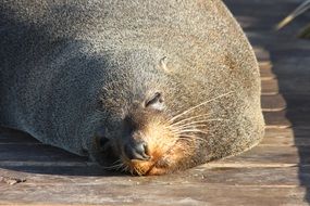 seal lies on a wooden floor