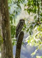Marbled Frogmouth, bird in wild, australia, queensland