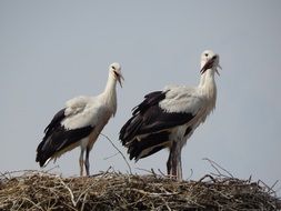 storks in the nest on top