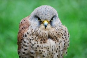 hawk close up