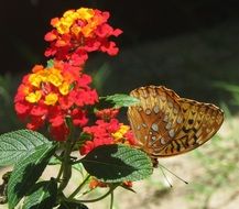 photo of the Lantana Camara Flower