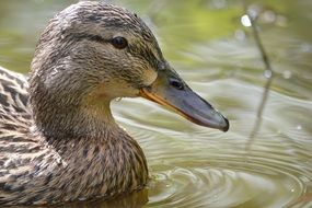 water brown duck portrait