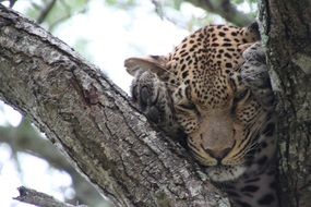 leopard on a tree close up