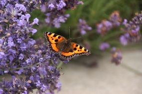 orange butterfly on a fragrant plant