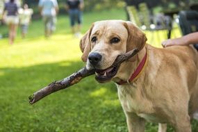 Cute Retriever puppy