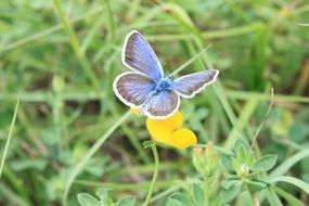 Picture of Blue Butterfly on a flower