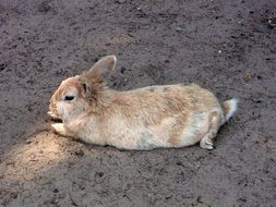 cute rabbit lies on the asphalt path