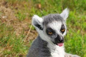 lemur sticking out tongue