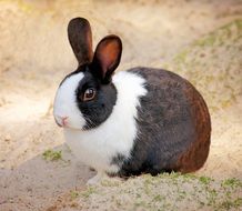 portrait of Cute rabbit with brown eyes