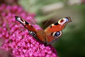 filigree peacock butterfly in the garden