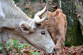 Mom and son, cow and calf