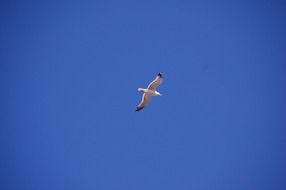 Seagull Bird in a flight