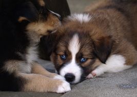 puppies with bright blue eyes