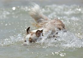 small dog swimming in the water