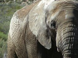 elephant is a pachyderm