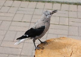 bird on a stump in manning park