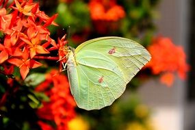 light green butterfly on the red flowers