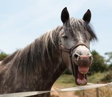 Horse Head with cute Mane portrait